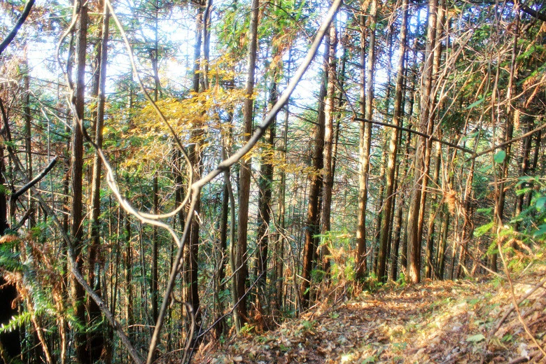 横行饶徽四十里  揽胜吴楚两源头